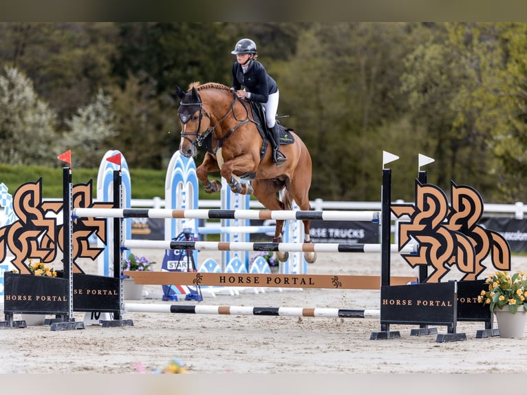 Belgian Warmblood Stallion 9 years 16,2 hh Chestnut in Prague