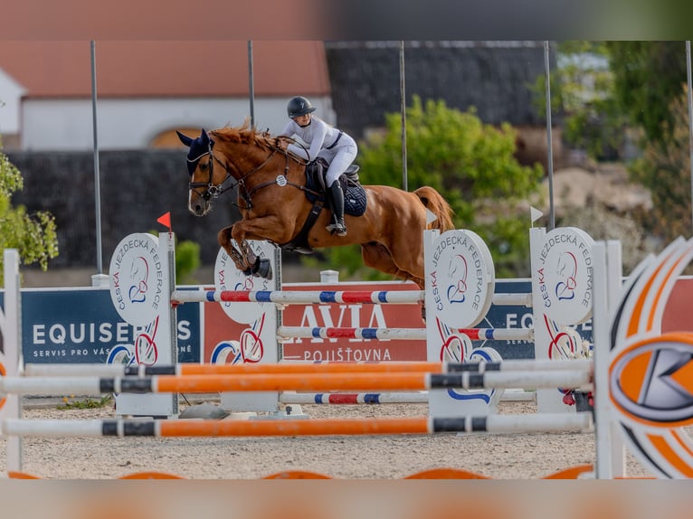 Belgian Warmblood Stallion 9 years 16,2 hh Chestnut in Prague