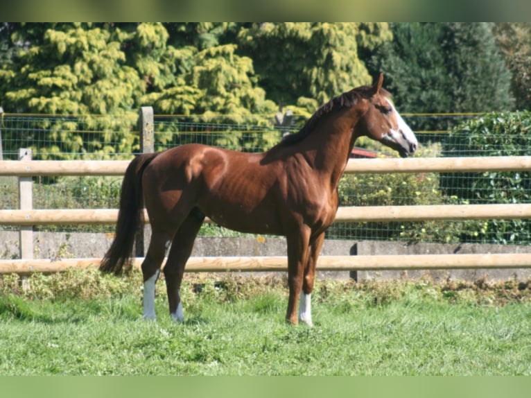 Belgian Warmblood Stallion Chestnut-Red in Lastrup