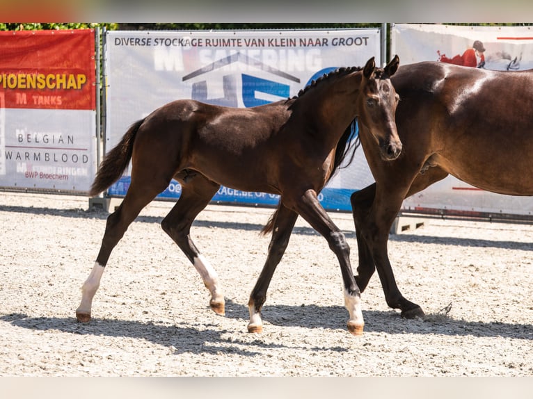 Belgian Warmblood Stallion Foal (04/2026) 16.2 hh Black in Oostmalle