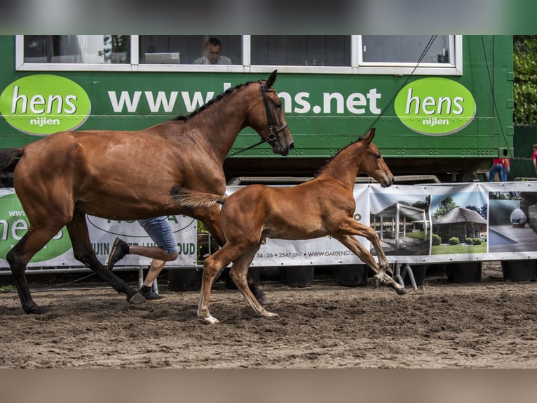 Belgian Warmblood Stallion Foal (05/2024) 16,2 hh Brown-Light in Vorselaar