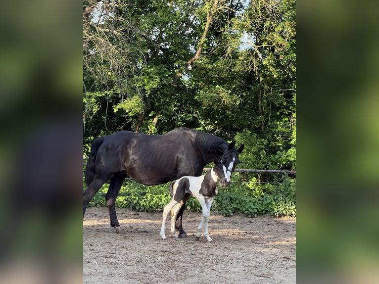 Belgian Warmblood Stallion Foal (05/2026) 16.2 hh Pinto in VoorburgWechelderzande