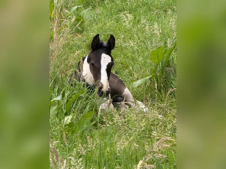 Belgian Warmblood Stallion Foal (05/2026) 16.2 hh Pinto in VoorburgWechelderzande