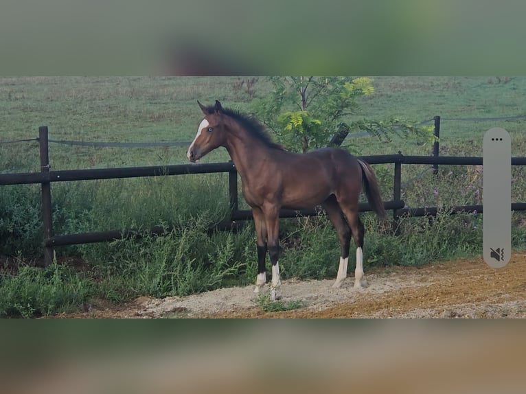 Belgian Warmblood Stallion Foal (05/2026) 16.2 hh Smoky-Black in Vigneux-Hocquet