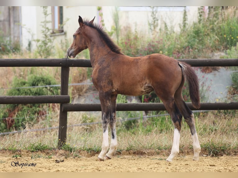 Belgian Warmblood Stallion Foal (05/2026) 16.2 hh Smoky-Black in Vigneux-Hocquet