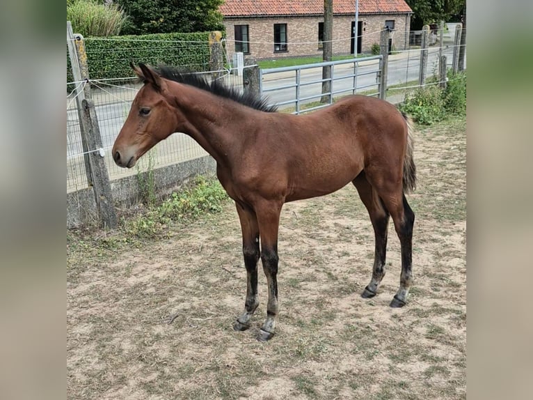 Belgian Warmblood Stallion Foal (05/2025) 16,1 hh Brown in Meldert