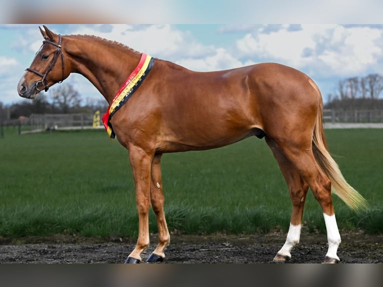 Belgian Warmblood Stallion Foal (05/2025) 16,1 hh Brown in Meldert