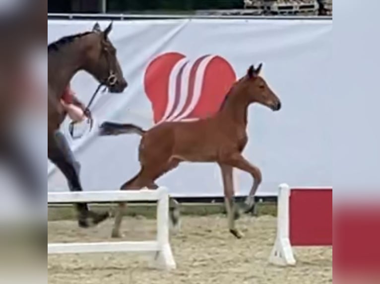 Belgian Warmblood Stallion Foal (05/2025) 16,1 hh Brown in Meldert