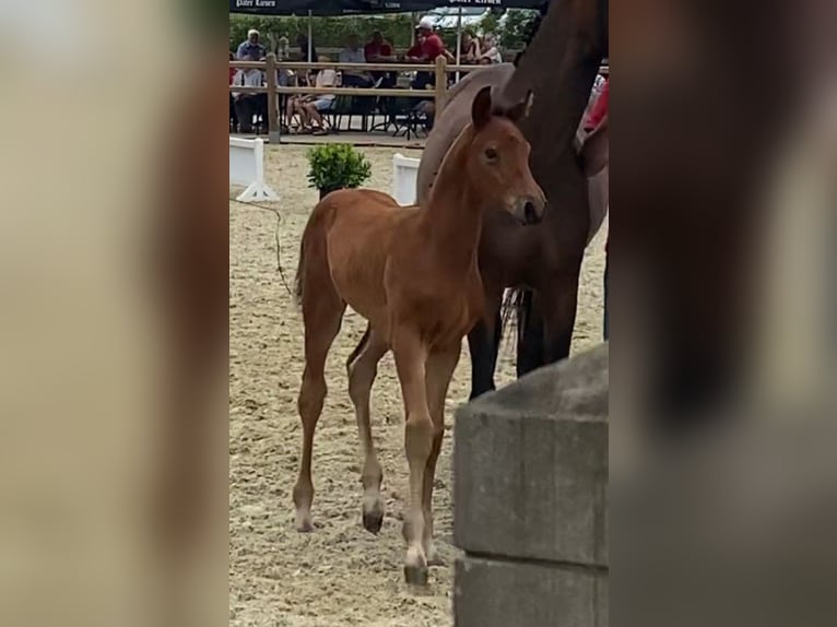 Belgian Warmblood Stallion Foal (05/2025) 16,1 hh Brown in Meldert
