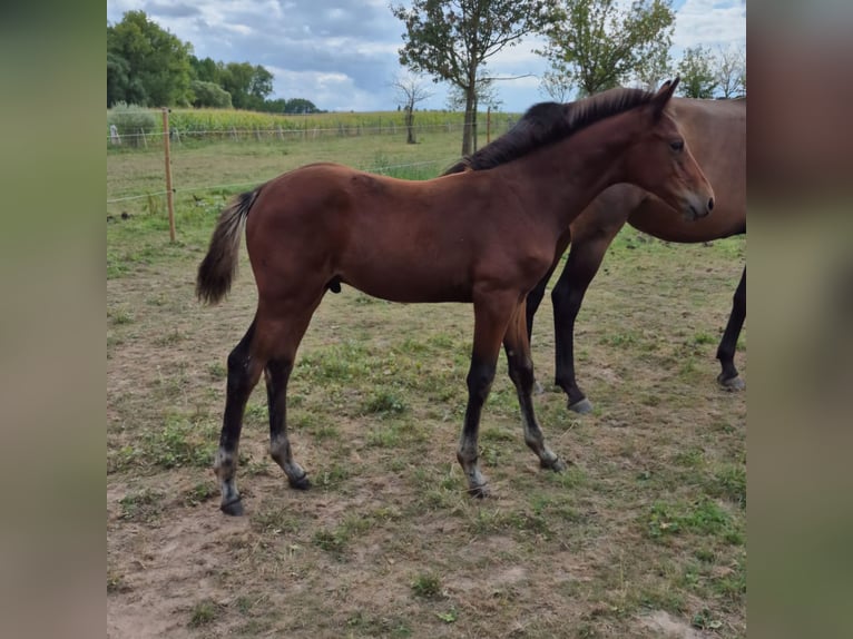 Belgian Warmblood Stallion Foal (05/2025) 16,1 hh Brown in Meldert