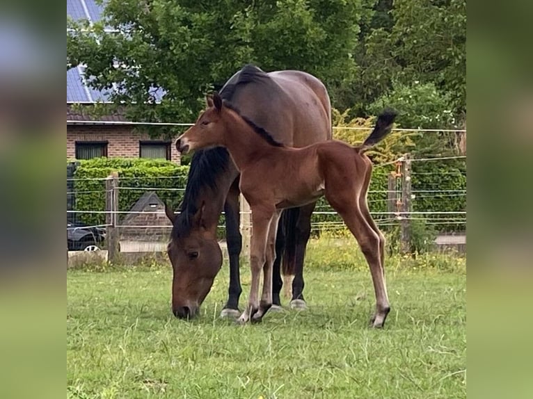 Belgian Warmblood Stallion Foal (05/2025) 16,1 hh Brown in Meldert