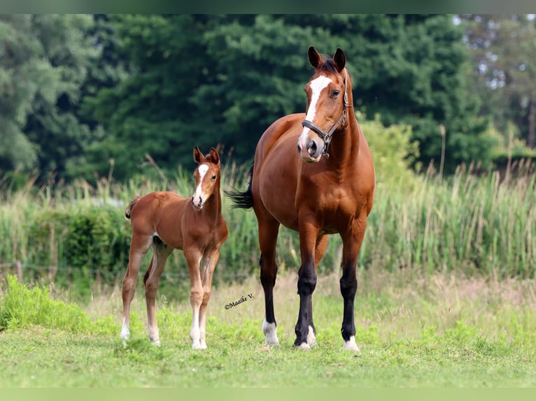 Belgian Warmblood Stallion Foal (05/2025) 17 hh Brown in Sint-pauwels