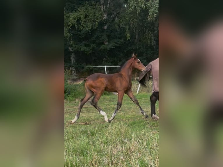Belgian Warmblood Stallion Foal (05/2025) 17 hh Brown in Sint-pauwels