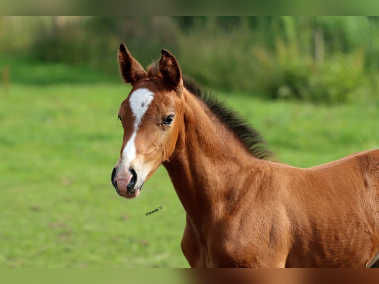 Belgian Warmblood Stallion Foal (05/2025) 17 hh Brown in Sint-pauwels