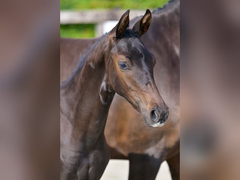 Belgian Warmblood Stallion Foal (05/2024) Bay-Dark in Oud-Heverlee