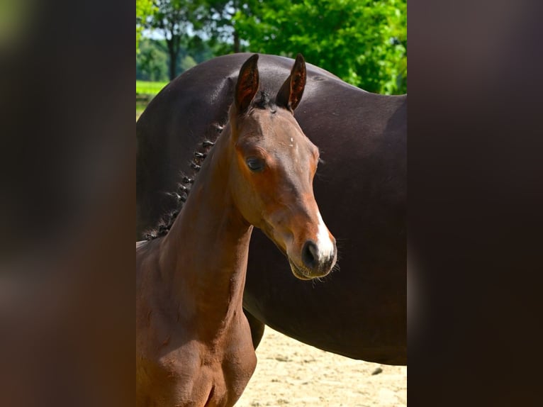Belgian Warmblood Stallion Foal (04/2026) Bay-Dark in Bladel