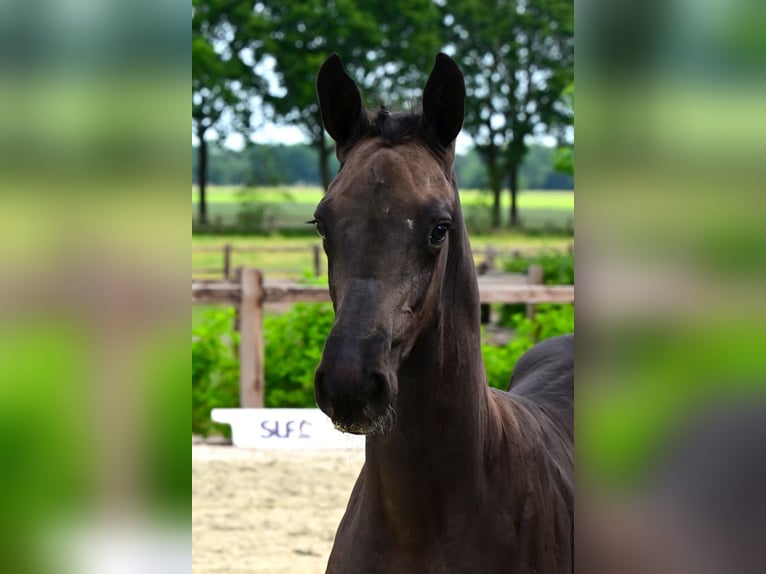 Belgian Warmblood Stallion Foal (03/2026) Bay-Dark in Bladel