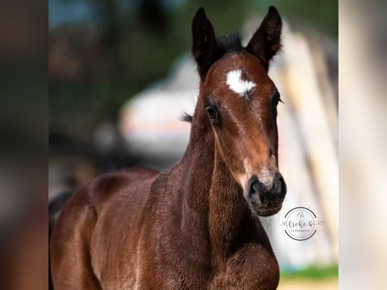 Belgian Warmblood Stallion Foal (04/2024) Bay-Dark in Herk-De-Stad