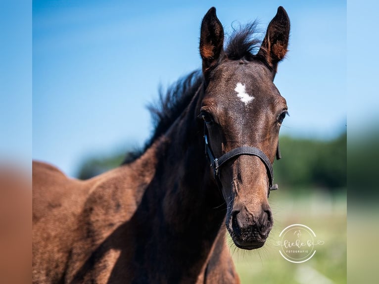 Belgian Warmblood Stallion Foal (04/2024) Bay-Dark in Herk-De-Stad