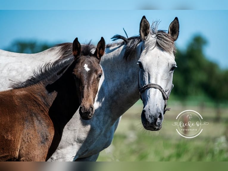 Belgian Warmblood Stallion Foal (04/2024) Bay-Dark in Herk-De-Stad