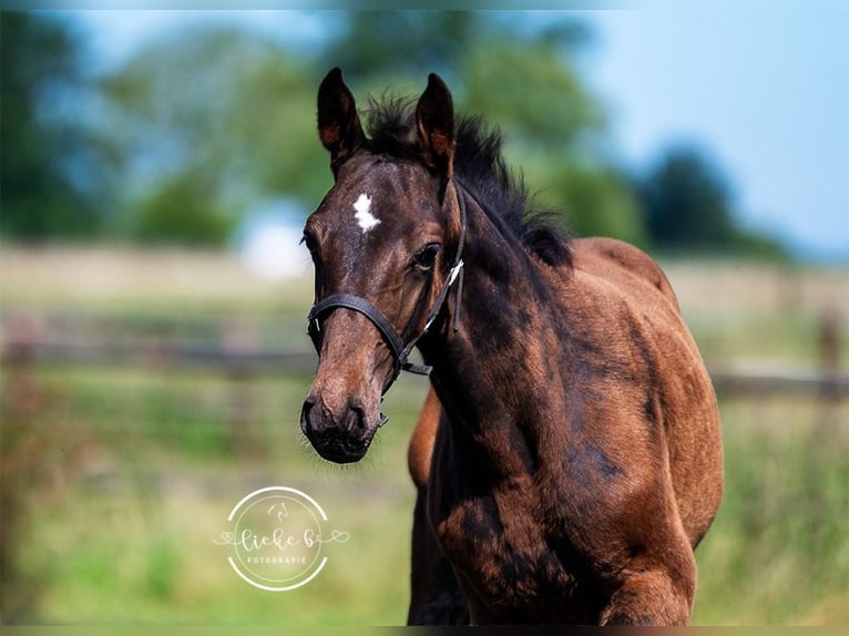 Belgian Warmblood Stallion Foal (04/2024) Bay-Dark in Herk-De-Stad