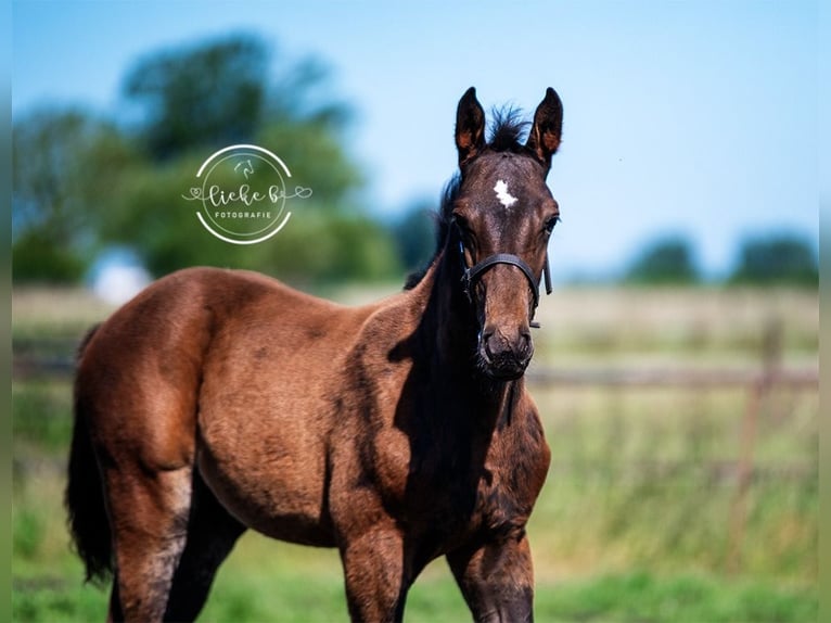 Belgian Warmblood Stallion Foal (04/2024) Bay-Dark in Herk-De-Stad