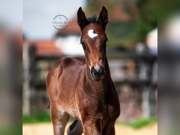 Belgian Warmblood Stallion Foal (04/2024) Bay-Dark in Herk-De-Stad