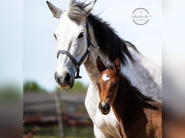 Belgian Warmblood Stallion Foal (04/2024) Bay-Dark in Herk-De-Stad