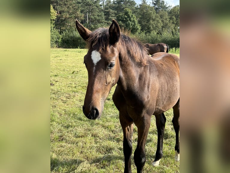 Belgian Warmblood Stallion  Bay-Dark in Neerglabbeek