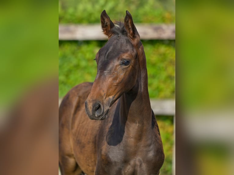 Belgian Warmblood Stallion Foal (06/2024) Bay-Dark in Oud-Heverlee