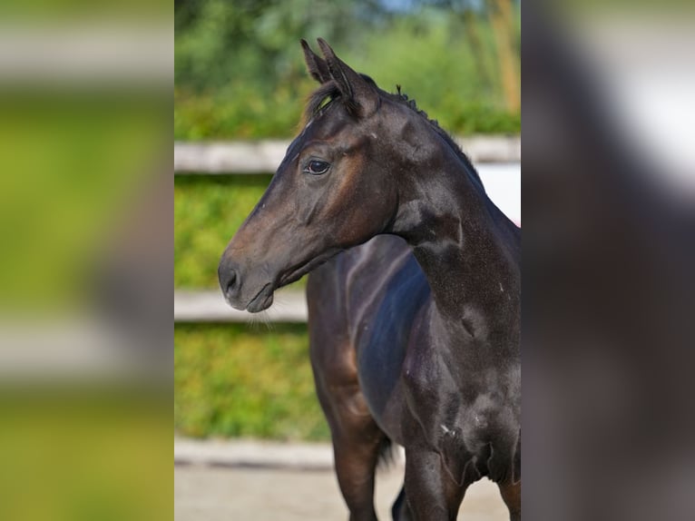 Belgian Warmblood Stallion Foal (03/2024) Bay-Dark in Oud-Heverlee