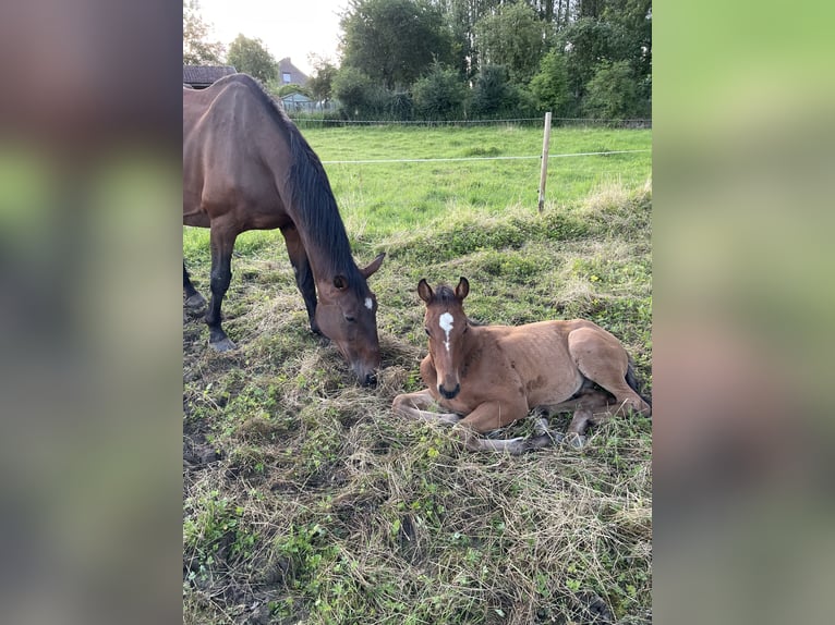 Belgian Warmblood Stallion Foal (04/2024) Bay-Dark in Ressegem