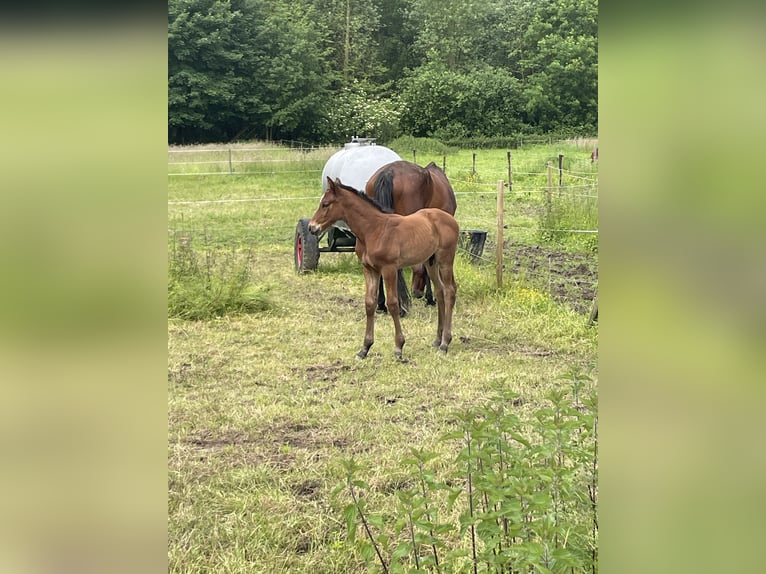 Belgian Warmblood Stallion Foal (04/2024) Bay-Dark in Ressegem