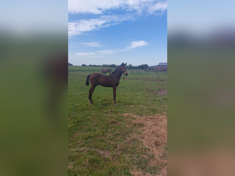 Belgian Warmblood Stallion Foal (06/2024) Bay-Dark in Ursel