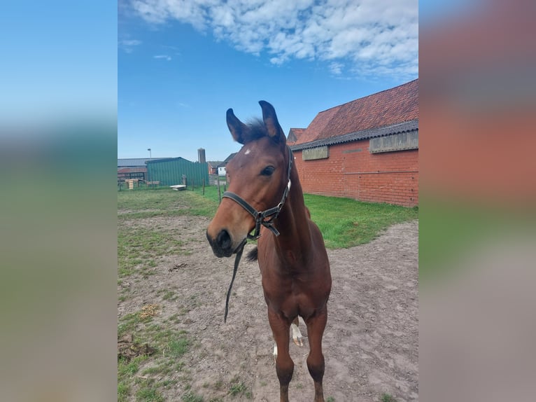 Belgian Warmblood Stallion Foal (06/2024) Bay-Dark in Ursel