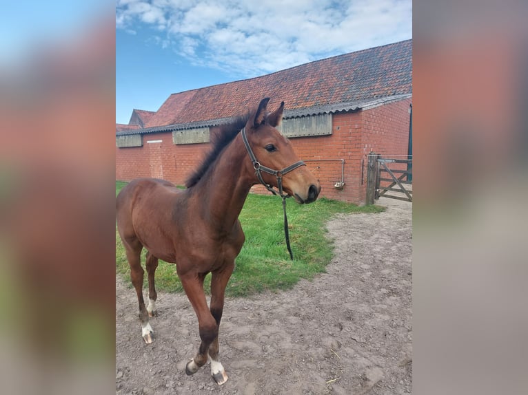 Belgian Warmblood Stallion Foal (06/2024) Bay-Dark in Ursel