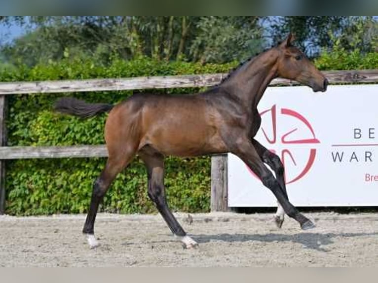 Belgian Warmblood Stallion Foal (04/2024) Bay-Dark in Waasmunster