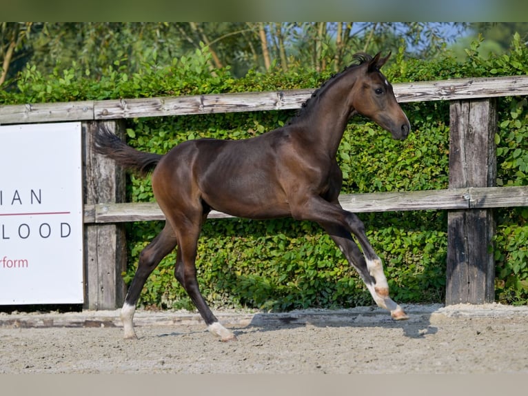 Belgian Warmblood Stallion Foal (04/2024) Bay in Oud-Heverlee