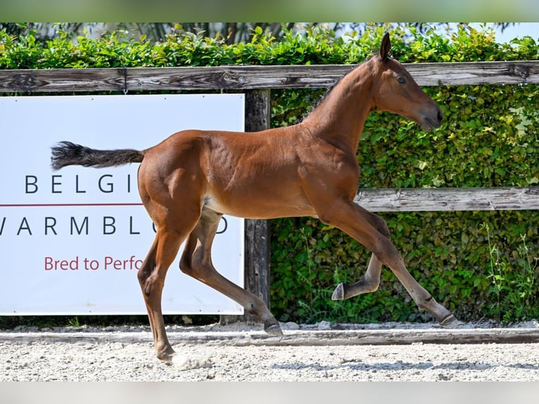 Belgian Warmblood Stallion Foal (07/2024) Bay in Oud-Heverlee