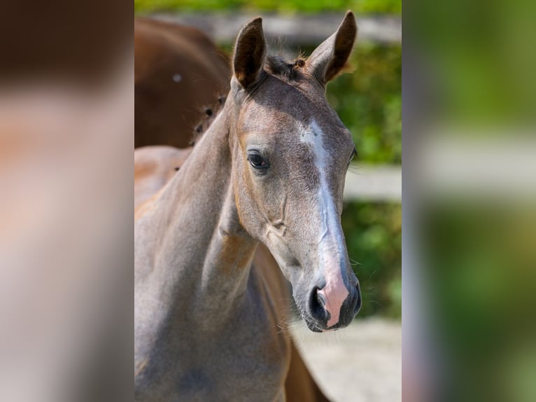 Belgian Warmblood Stallion Foal (05/2024) Bay in Oud-Heverlee