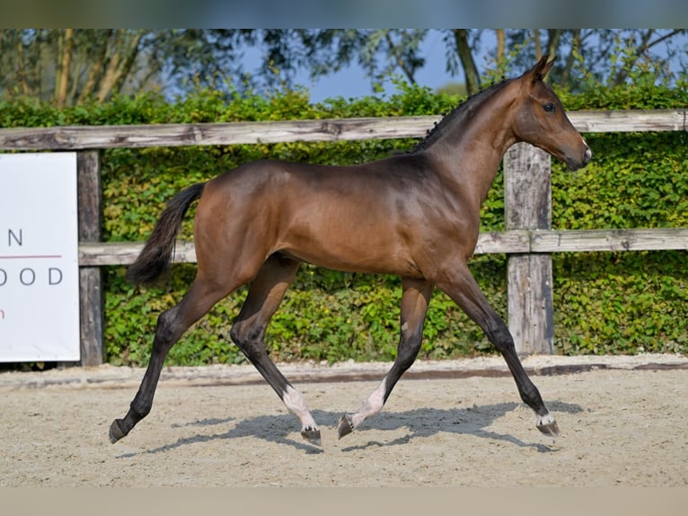 Belgian Warmblood Stallion Foal (05/2024) Bay in Oud-Heverlee