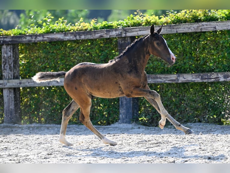 Belgian Warmblood Stallion Foal (06/2024) Bay in Oud-Heverlee