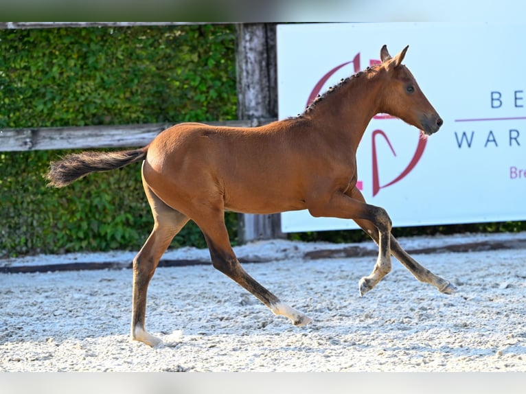 Belgian Warmblood Stallion Foal (05/2024) Bay in Oud-Heverlee