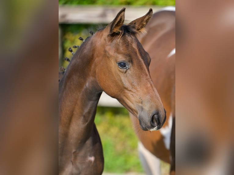 Belgian Warmblood Stallion Foal (04/2024) Bay in Oud-Heverlee