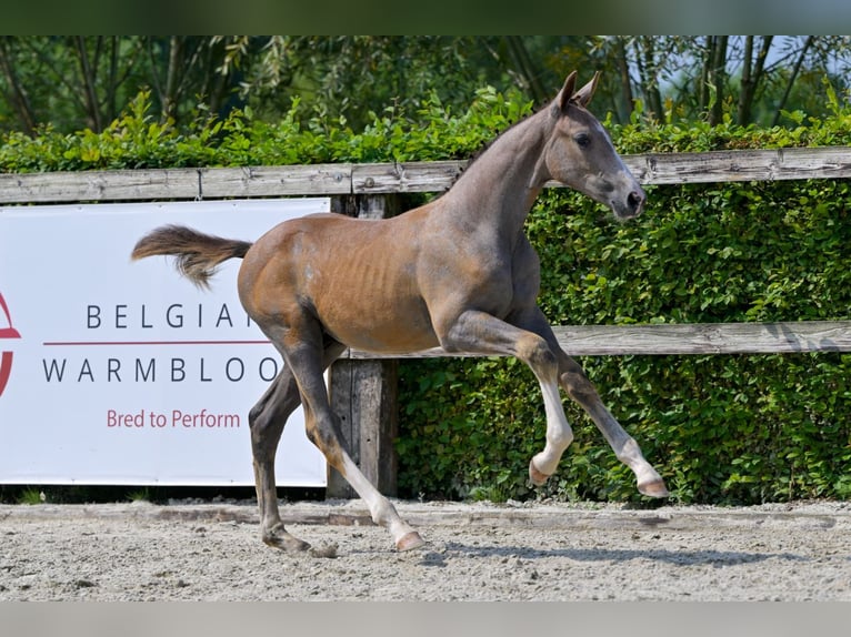 Belgian Warmblood Stallion Foal (05/2024) Bay in Oud-Heverlee