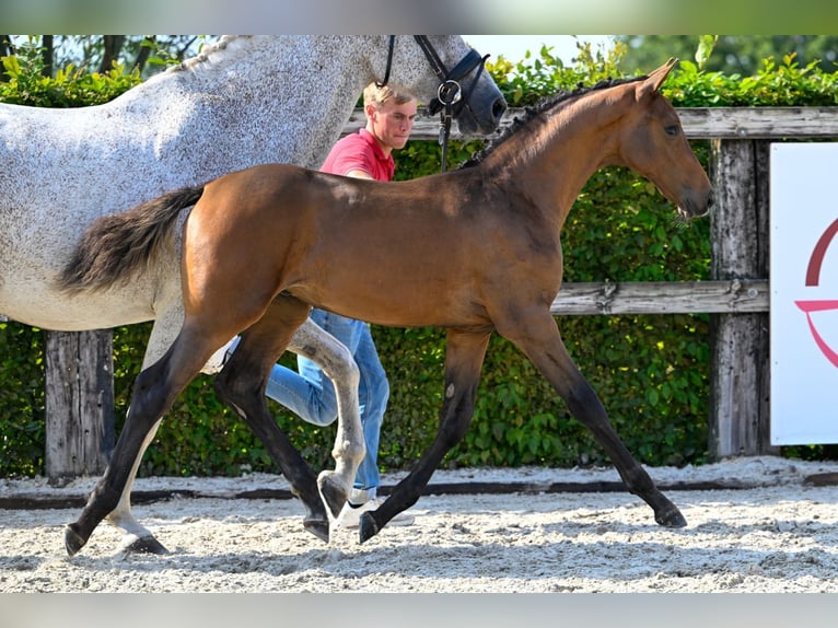 Belgian Warmblood Stallion Foal (05/2024) Bay in Oud-Heverlee