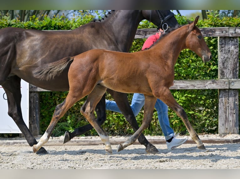 Belgian Warmblood Stallion Foal (06/2024) Bay in Oud-Heverlee