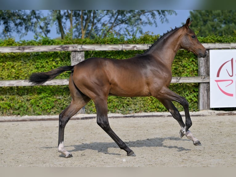 Belgian Warmblood Stallion Foal (05/2024) Bay in Oud-Heverlee