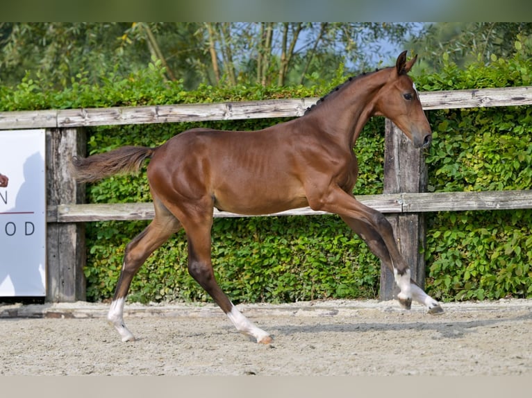 Belgian Warmblood Stallion Foal (05/2024) Bay in Oud-Heverlee