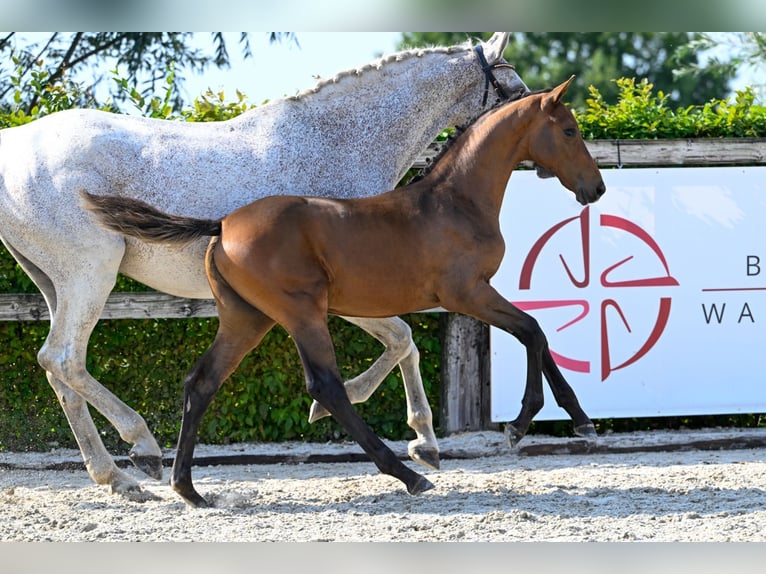 Belgian Warmblood Stallion Foal (05/2024) Bay in Oud-Heverlee